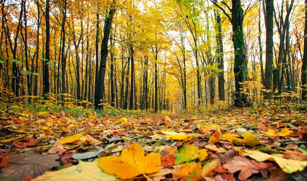 Foresta autunnale dorata con raggi di sole