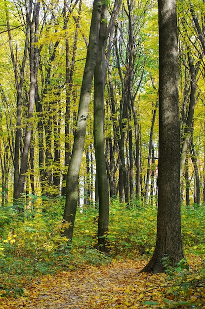 Golden autumnal forest with sunbeams