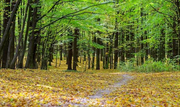 Golden autumnal forest with sunbeams