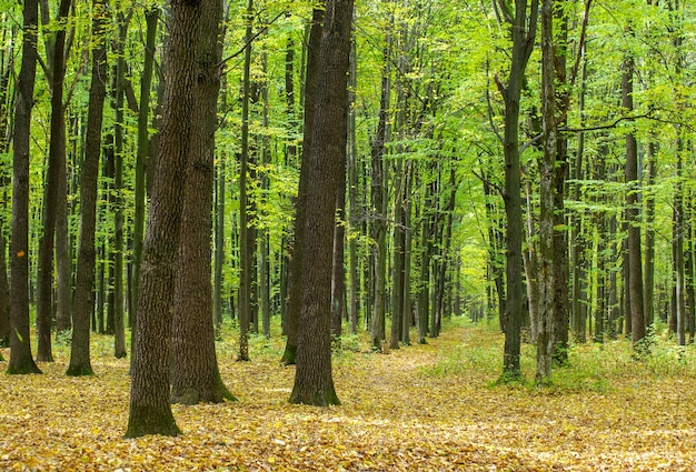 Golden autumnal forest with sunbeams