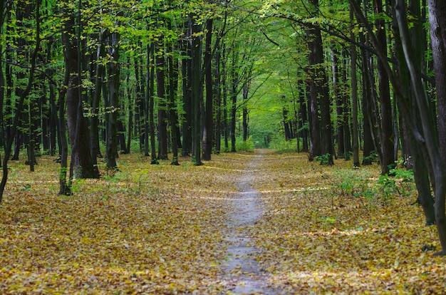 Golden autumnal forest with sunbeams