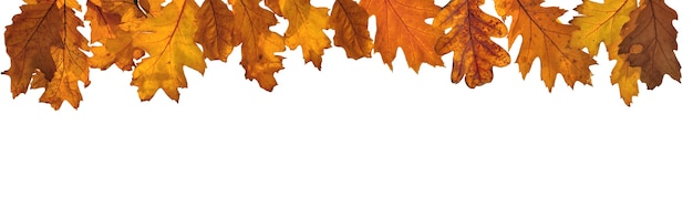 Фото Золотой осенний лист дуба в панорамном виде на белом