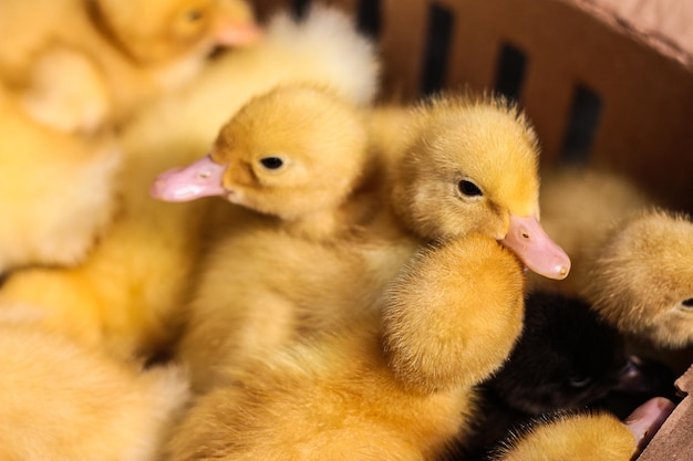 Photo golden baby ducklings in a box