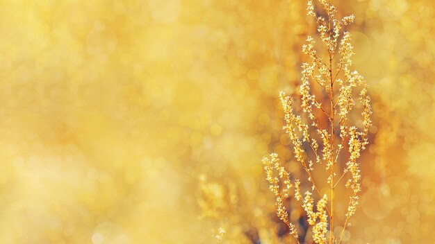 Golden background with autumn dry grass Plant in nature Banner with copy space for your text