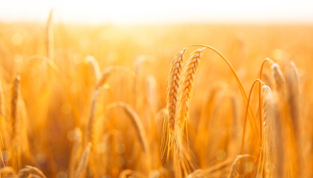 Golden banner of ripening ears of wheat field at sunset.