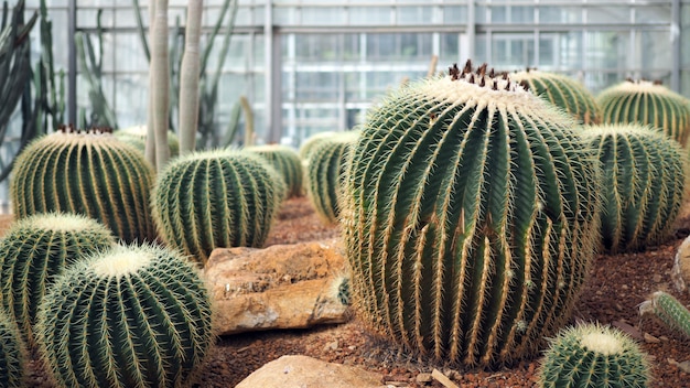 Foto cactus di barilotto dorato o grusonii di echinocactus nel giardino botanico.