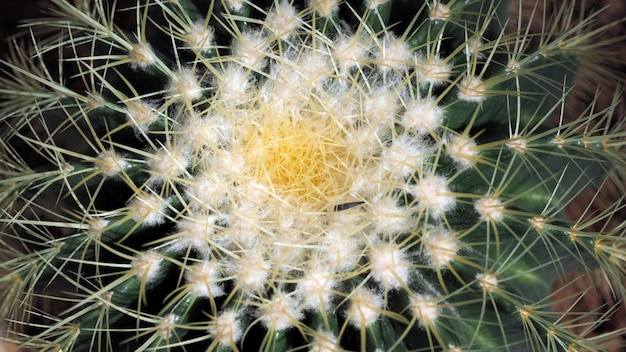 Photo golden barrel cactus or echinocactus grusonii in the botanic garden.