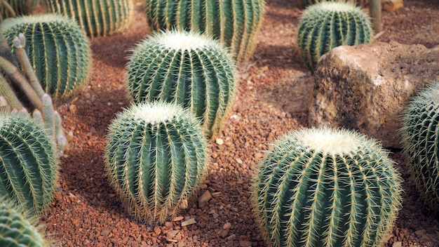 Золотая бочка кактуса или Echinocactus grusonii в ботаническом саду.