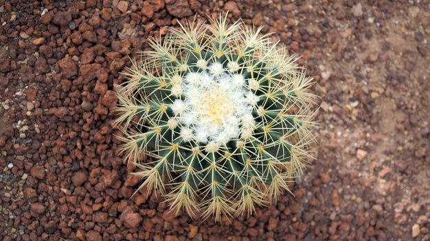 Foto cactus di barilotto dorato o grusonii di echinocactus nel giardino botanico.