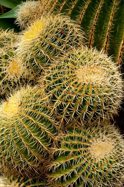 Golden Barrel Cactus Echinocactus grusonii in El Huerto del Cura Botanic Garden Elche Spain Europe