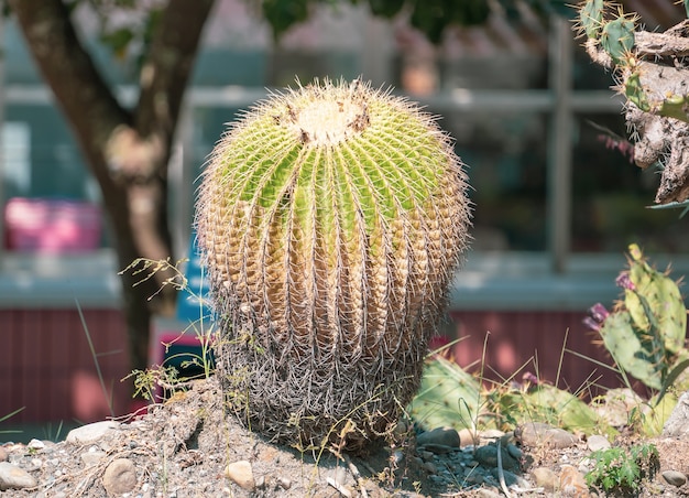 Golden Barrel Cactus (Echinocactus grusonii) in een dryland tuin achtergrond, close-up