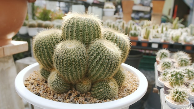 Foto cactus a botte dorato cresciuto in un vaso di fiori al vivaio di cactus