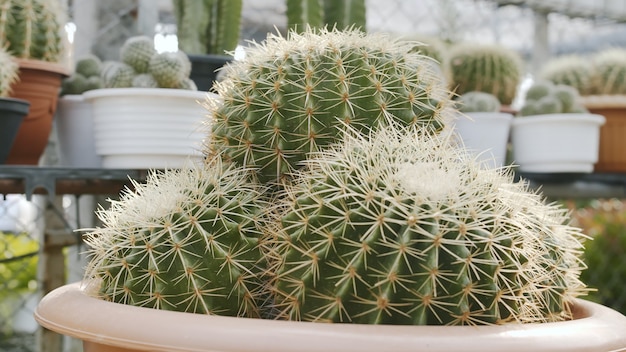 写真 サボテン保育園の植木鉢で育てられたキンシャチ