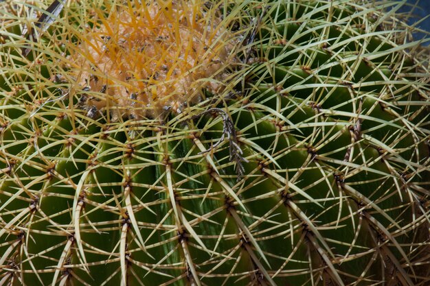 A golden barrel cactus planted in the desert