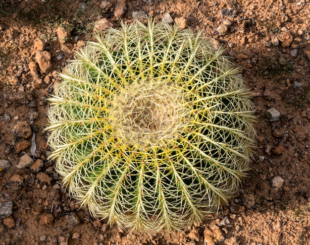 Cactus di barilotto dorato