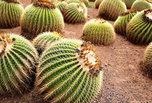 Golden barrel cactus