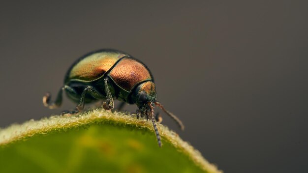 緑の葉にポーズをとって黄金のカブトムシ