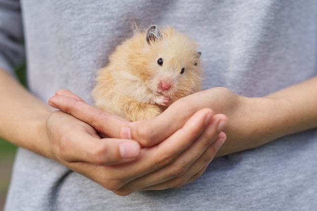 Golden beige fluffy Syrian hamster on red knitted in hands of girl