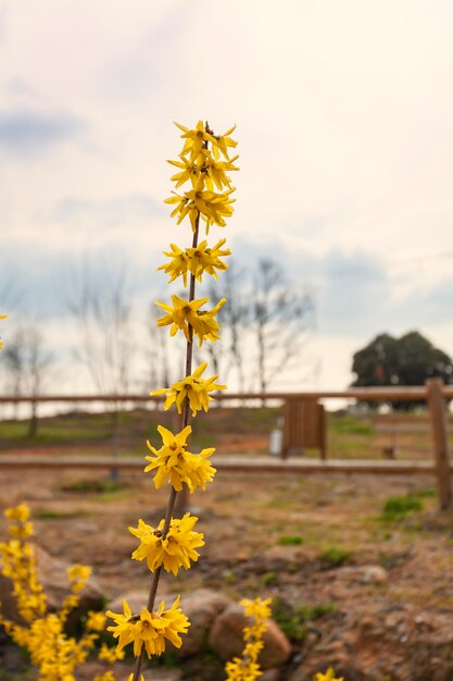 ぼやけた背景を持つ黄金の鐘の花