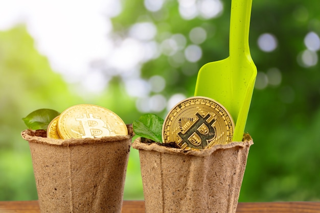 Golden bitcoin and green plant in soil