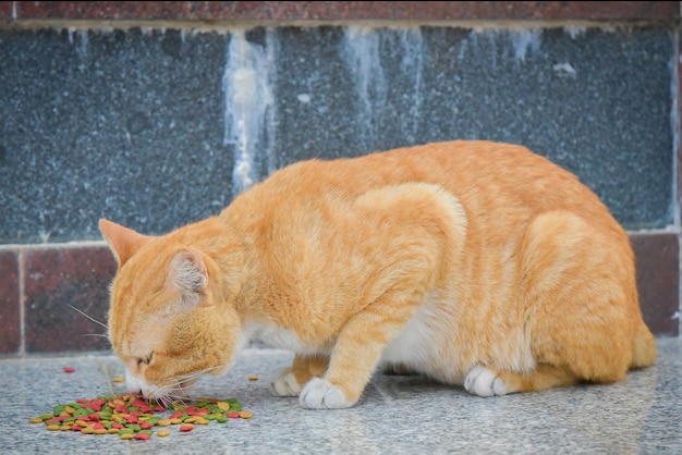 황금 갈색 고양이 야외 콘크리트 바닥에 즉석 음식을 먹는다