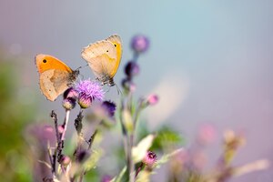 Photo golden butterflies on wild grass on meadow in summer soft focus nature background