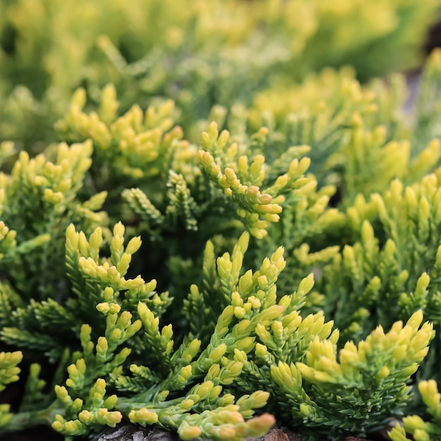 Golden Carpet Creeping Juniper against the background of bark