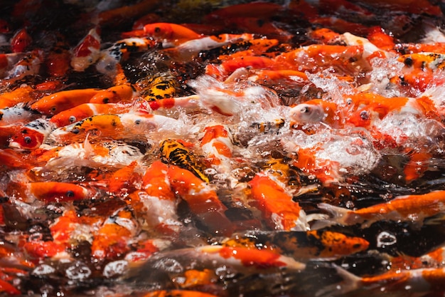 Золотые карпы и кои Красочные декоративные рыбы плавают в искусственном пруду Концепция животных