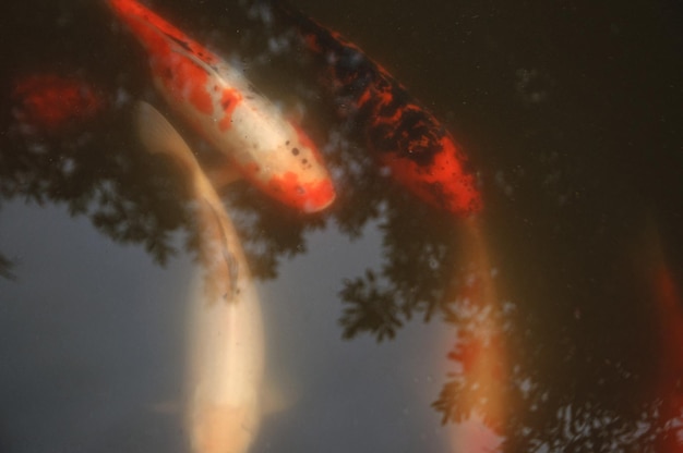 Photo golden carps in a muddy pond