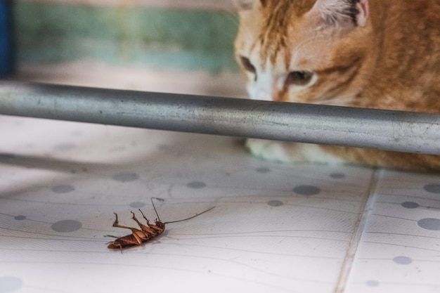 Golden Cat staart naar een kakkerlak