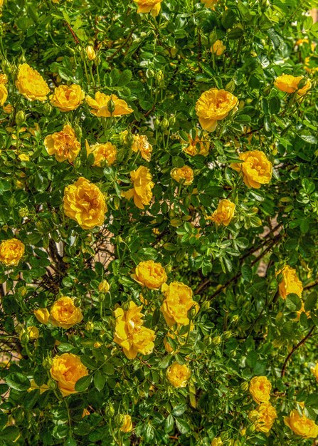 Golden celebration rose flowers on green leaves background