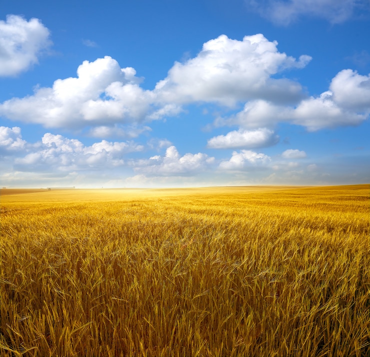 Photo golden cereal fields under blue sky