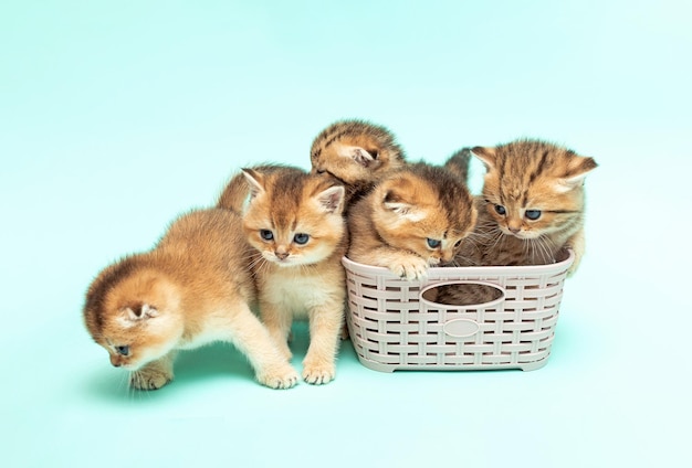 Котята золотой шиншиллы сидят в плетеной корзине.