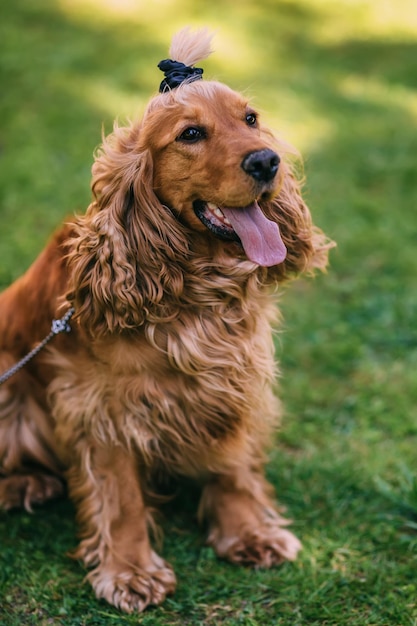 The golden cocker spaniel stands in the grass with his tongue st