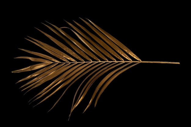 Golden coconut leaves isolated on black background