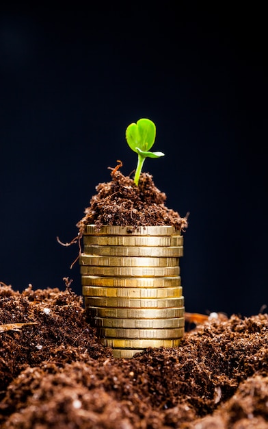 Golden coins in soil with young plant. Money growth concept.