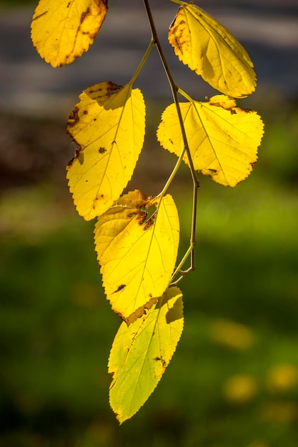 Golden color leaves