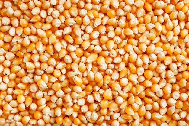 Golden corn seeds