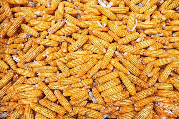 Golden corn