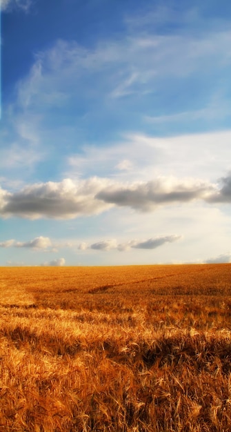 Золотое кукурузное поле на фоне голубого неба с облаками Мирная природа с яркими цветами Пшеница растет на сельской органической ферме Устойчивое земледелие и сельское хозяйство в сезон сбора урожая