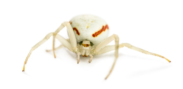 Golden Crab Spider, Misumena vatia in front of a white background