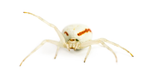 Golden crab spider, misumena vatia davanti a uno sfondo bianco