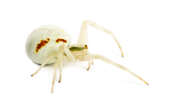 황금 게 거미, 흰색 배경 앞의 Misumena vatia