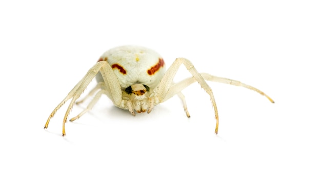 Golden Crab Spider, Misumena vatia in front of a white background