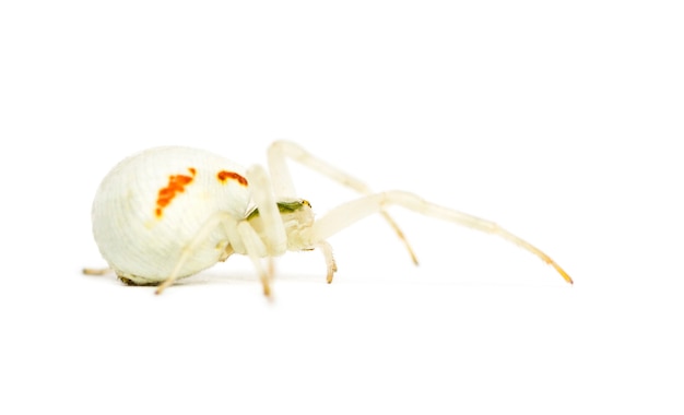 Golden Crab Spider, Misumena vatia in front of a white background