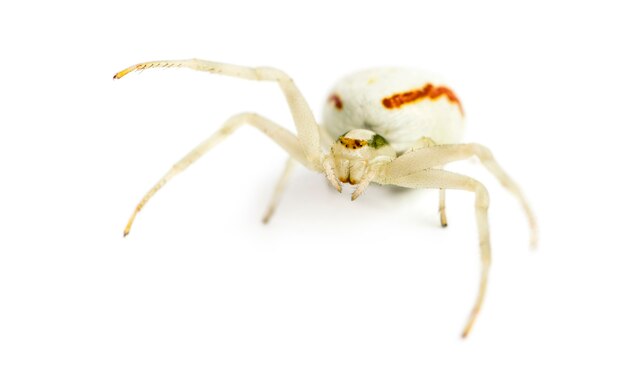 Golden Crab Spider, Misumena vatia in front of a white surface