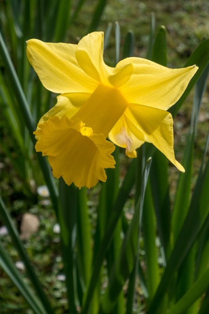 Golden Daffodil flowering in the spring sunshine