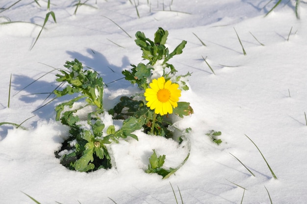 Golden daisy under the snow in Brittany wheat chrysanthemum under the snow in Brittany