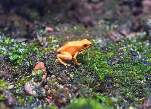 Photo the golden dart frog or golden poison arrow frog