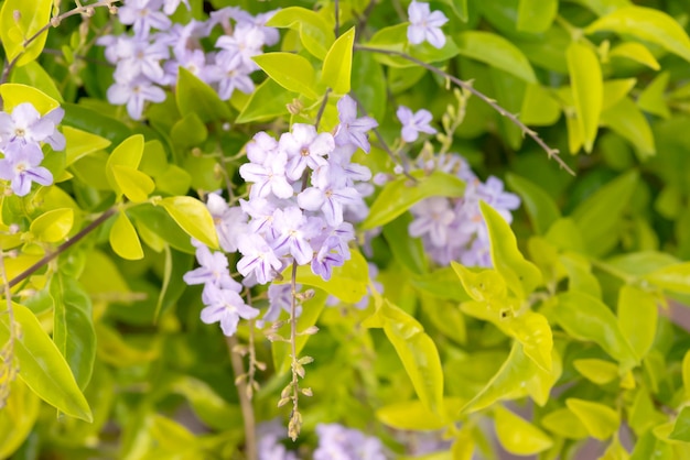 Golden dewdrop or Duranta repens L.